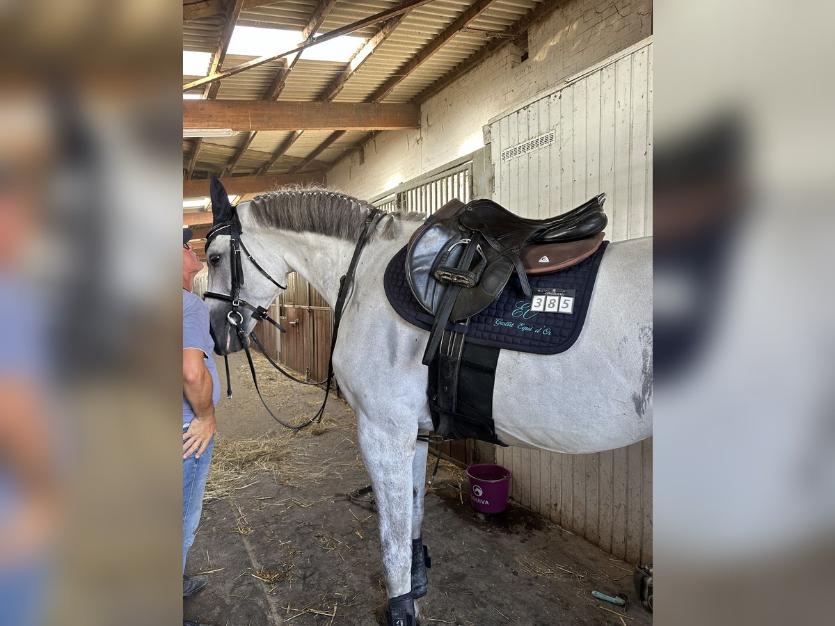 Oldenburg-International (OS) Stallion 9 years 17 hh Gray-Dark-Tan in Monheim am Rhein Baumberg