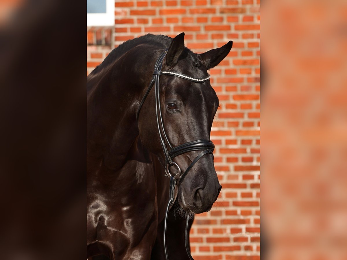 Oldenburg-International (OS) Stallion Black in Lemwerder