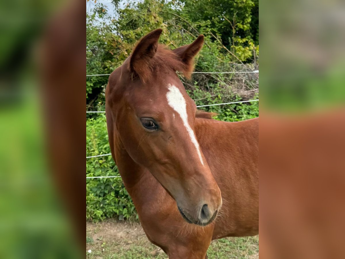 Oldenburg-International (OS) Stallion Foal (05/2024) 16,1 hh Chestnut-Red in Wiesloch