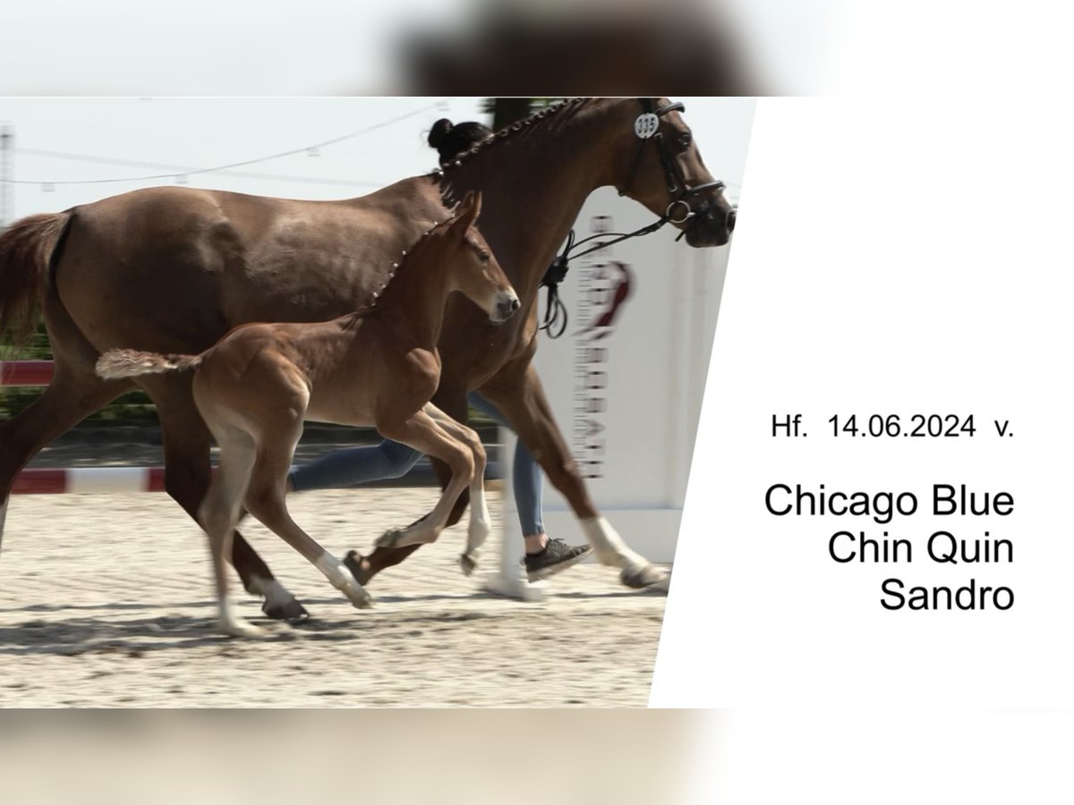 Oldenburg-International (OS) Stallion Foal (06/2024) 16,2 hh Chestnut-Red in Elsfleth