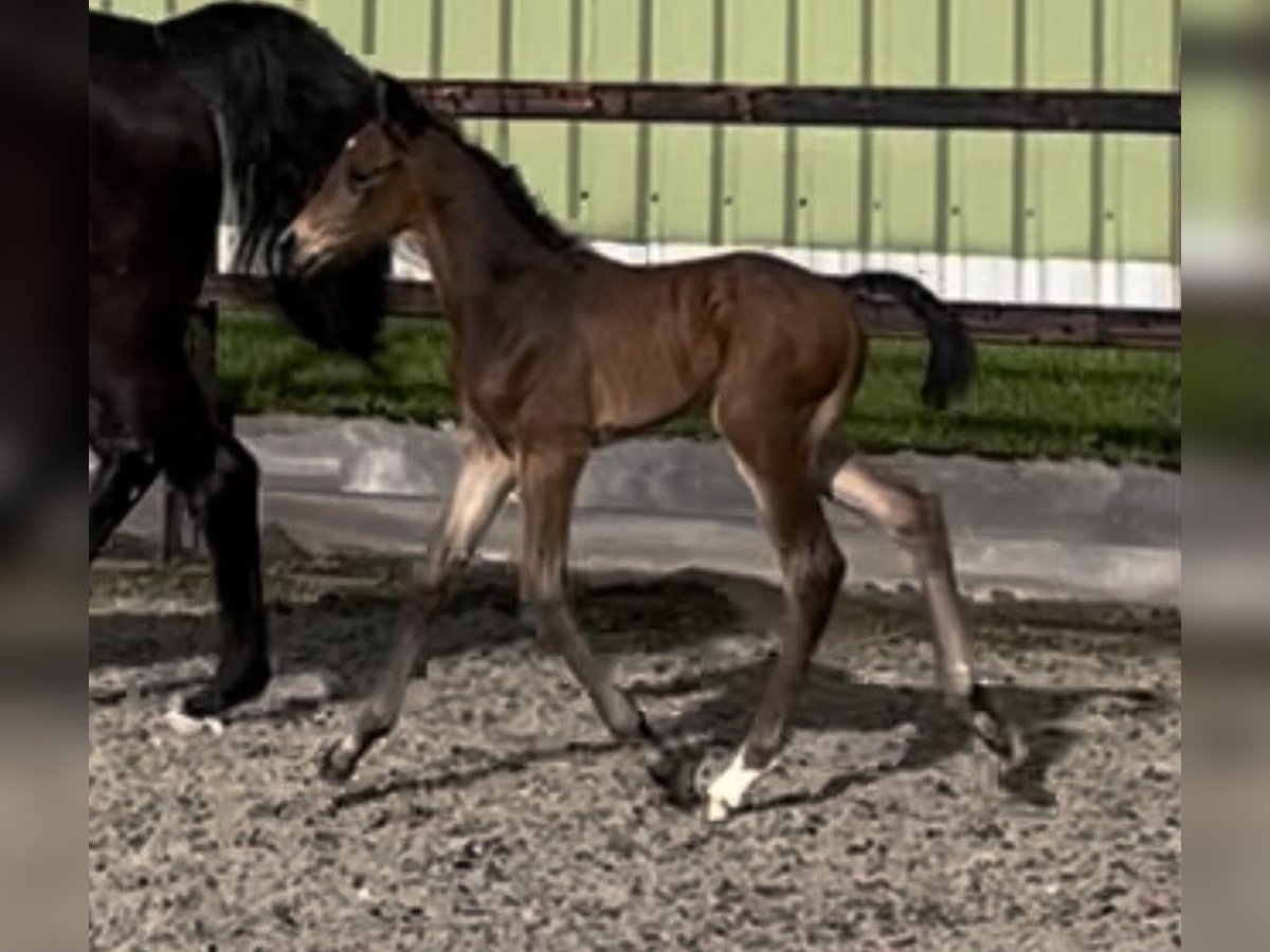 Oldenburg-International (OS) Stallion Foal (03/2024) 16,3 hh Bay-Dark in Eerste Exloërond