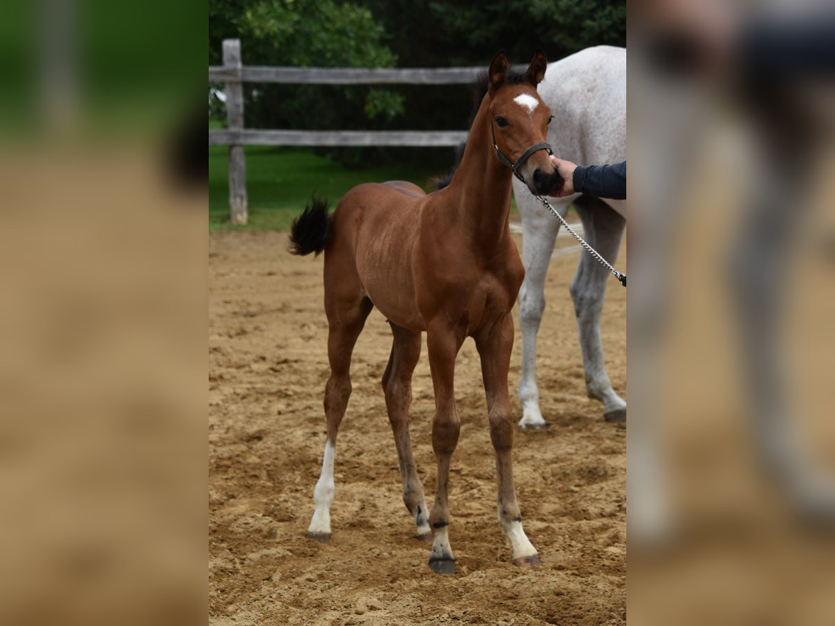 Oldenburg-International (OS) Stallion Foal (06/2024) 17 hh Bay in Saint-charles-de-bourget