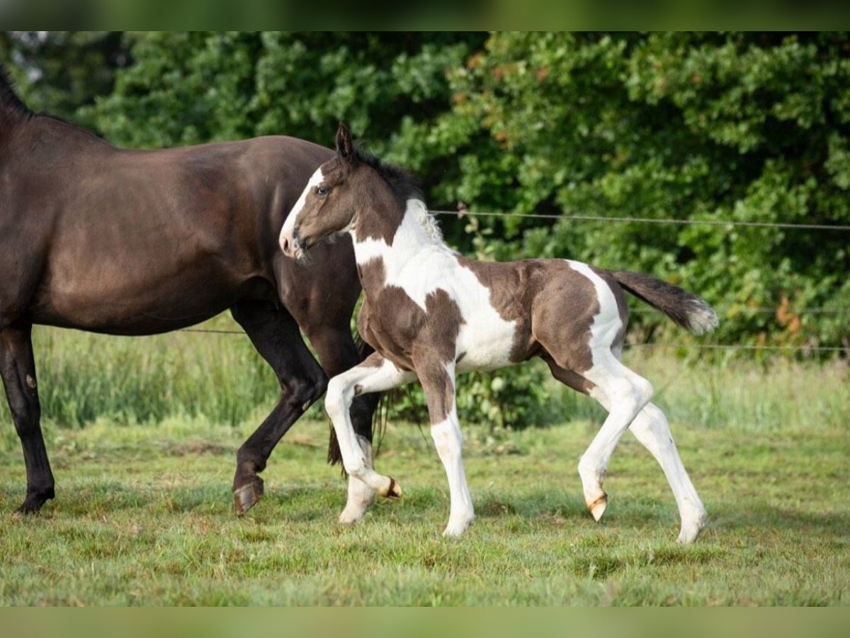 Oldenburg-International (OS) Stallion Foal (05/2024) 17 hh Pinto in Brake