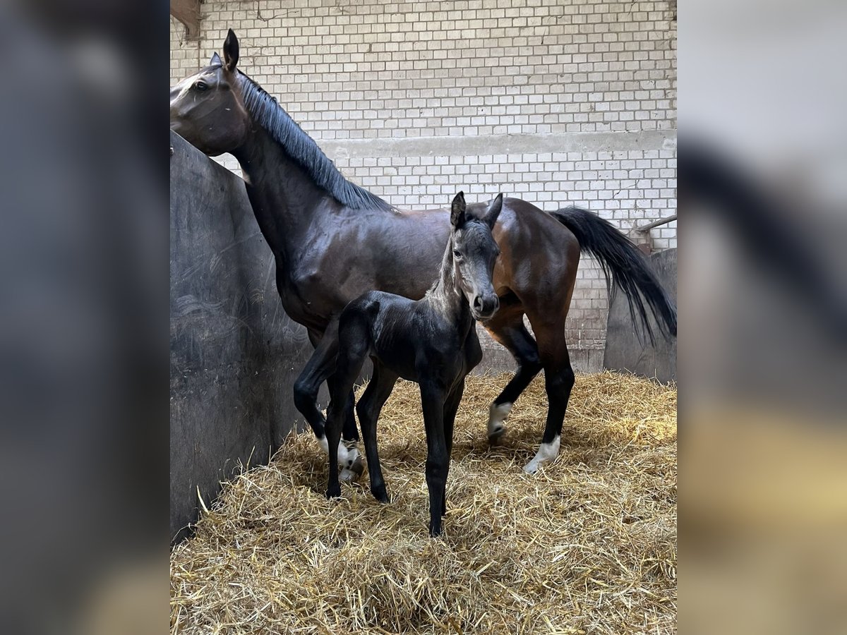 Oldenburg-International (OS) Stallion Foal (07/2024) Bay-Dark in Dormagen