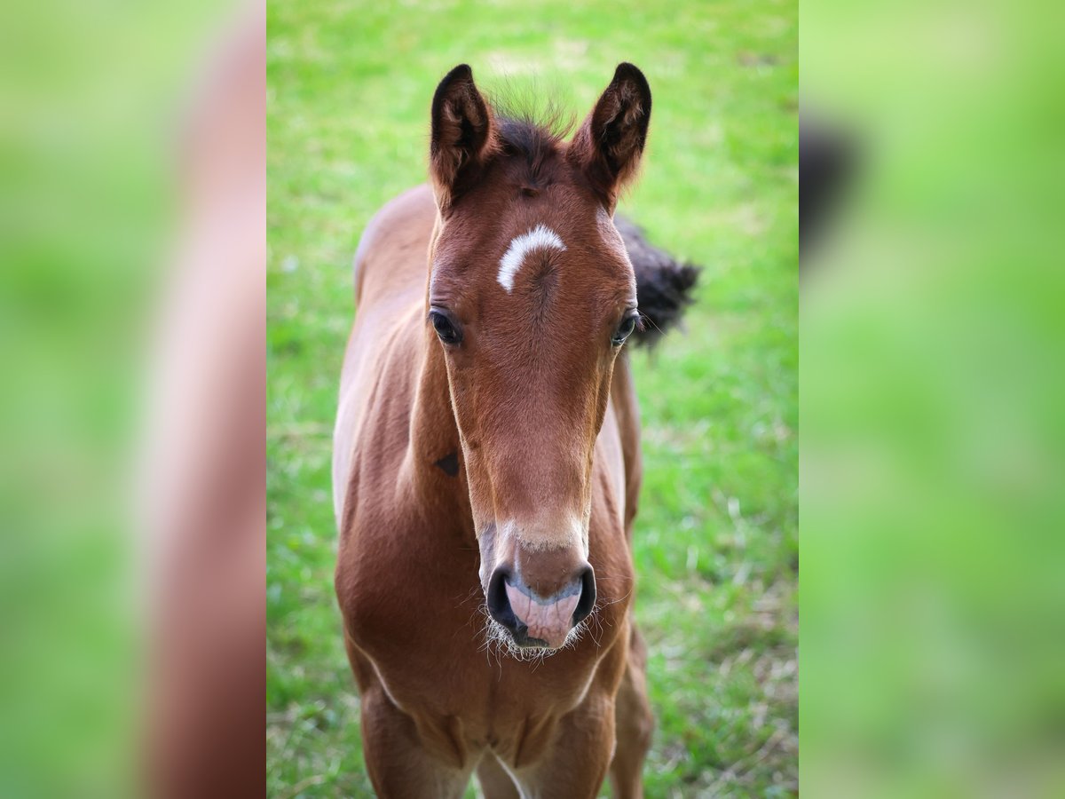 Oldenburg-International (OS) Stallion Foal (05/2024) Bay-Dark in Neuenkirchen-Vörden