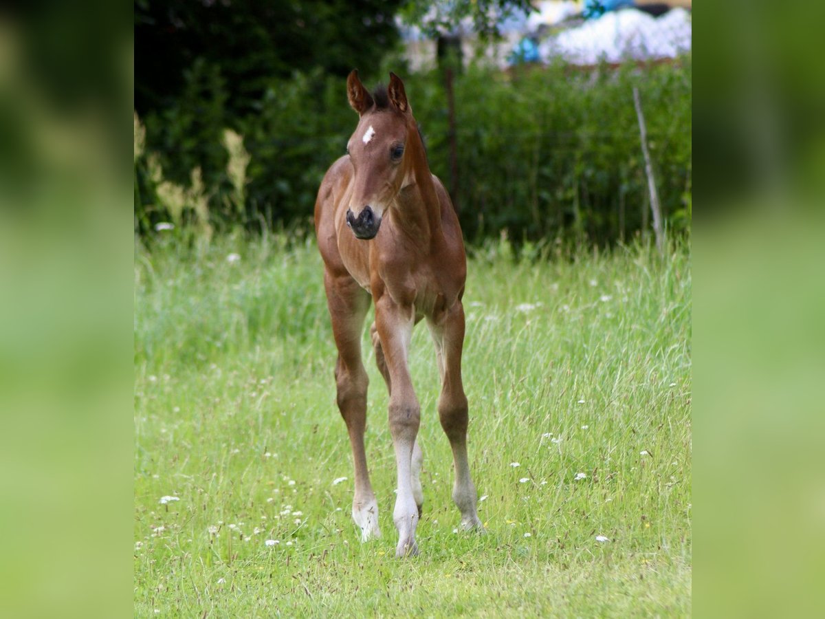 Oldenburg-International (OS) Stallion Foal (06/2024) Brown-Light in Schwerin