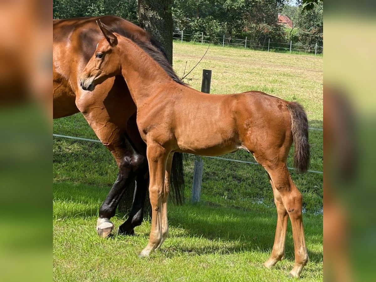 Oldenburg-International (OS) Stallion Foal (06/2024) Brown in Löningen