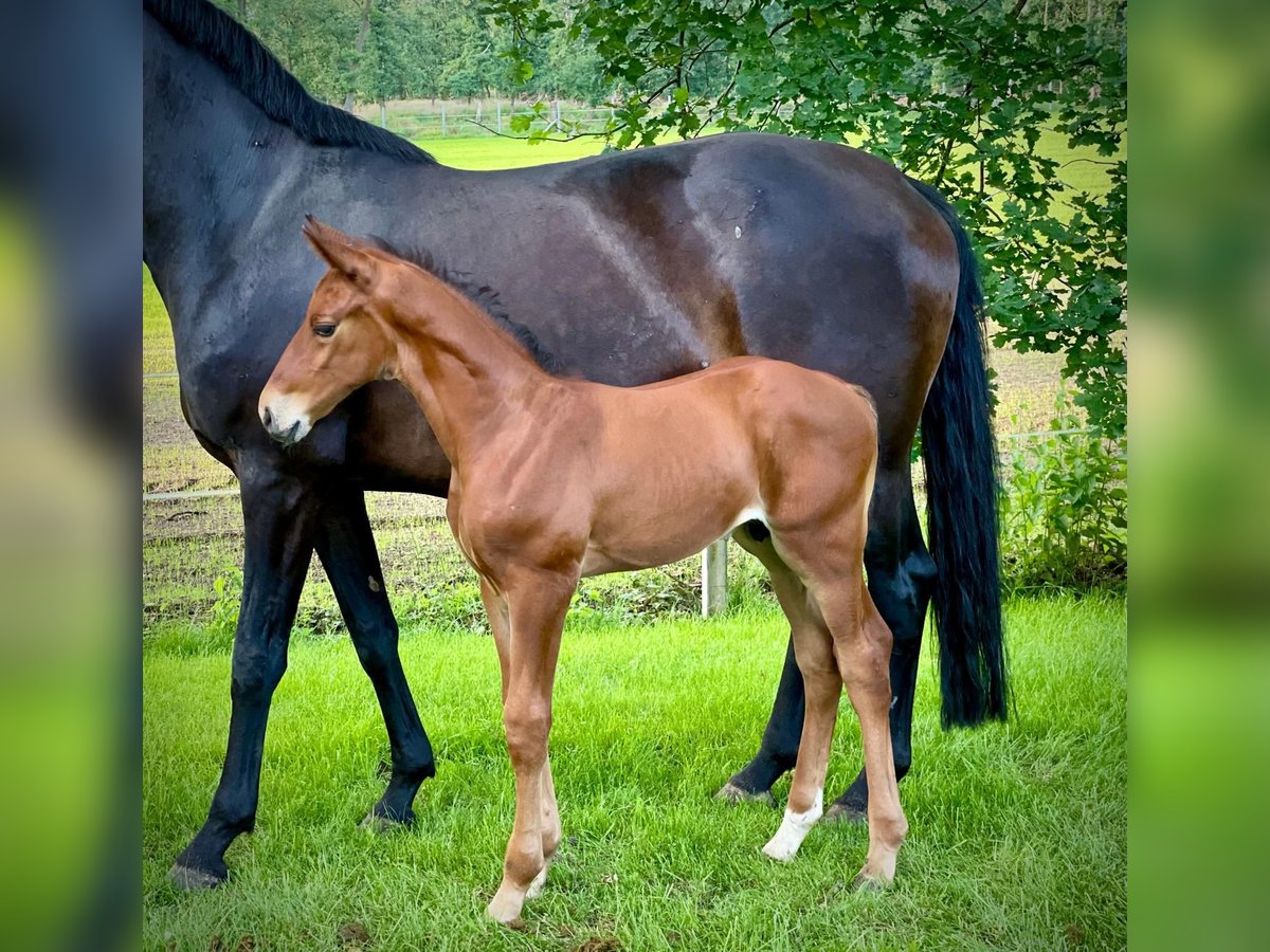 Oldenburg-International (OS) Stallion Foal (05/2024) Brown in Löningen