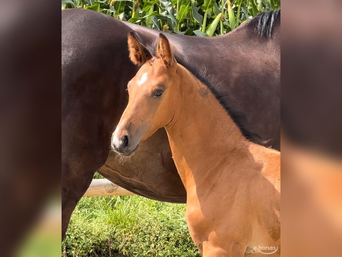 Oldenburg-International (OS) Stallion Foal (06/2024) Brown in Steinfeld (Oldenburg)