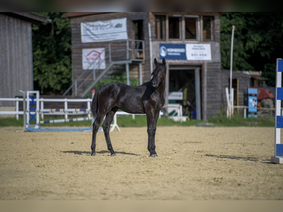 Oldenburg-International (OS) Stallion Foal (03/2024) Can be white in Siegen