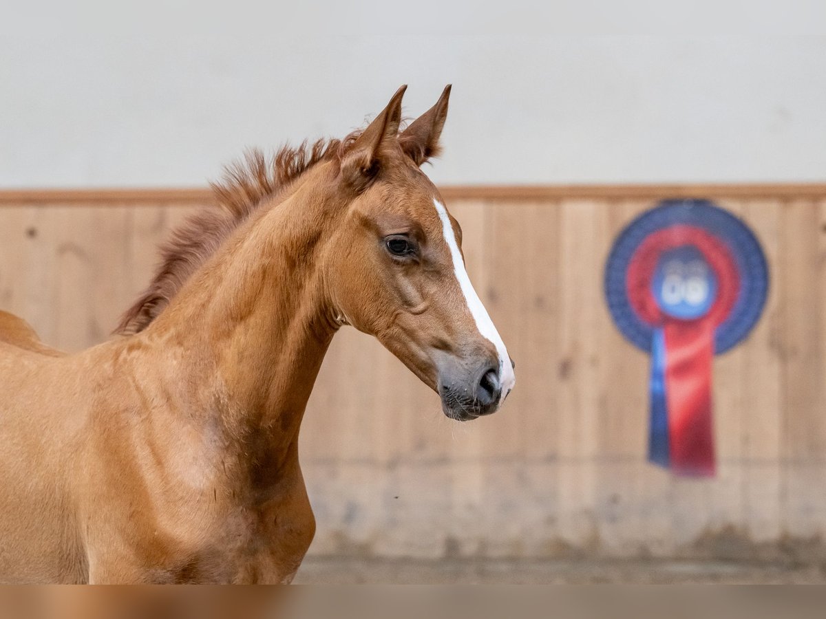 Oldenburg-International (OS) Stallion Foal (06/2024) Chestnut-Red in Jęcznik