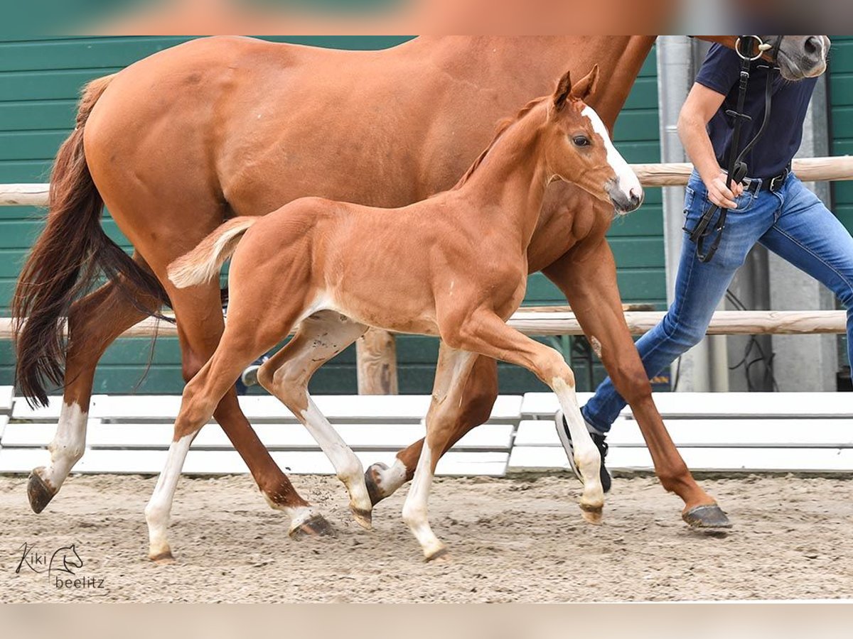 Oldenburg-International (OS) Stallion Foal (05/2024) Chestnut-Red in Hilgermissen