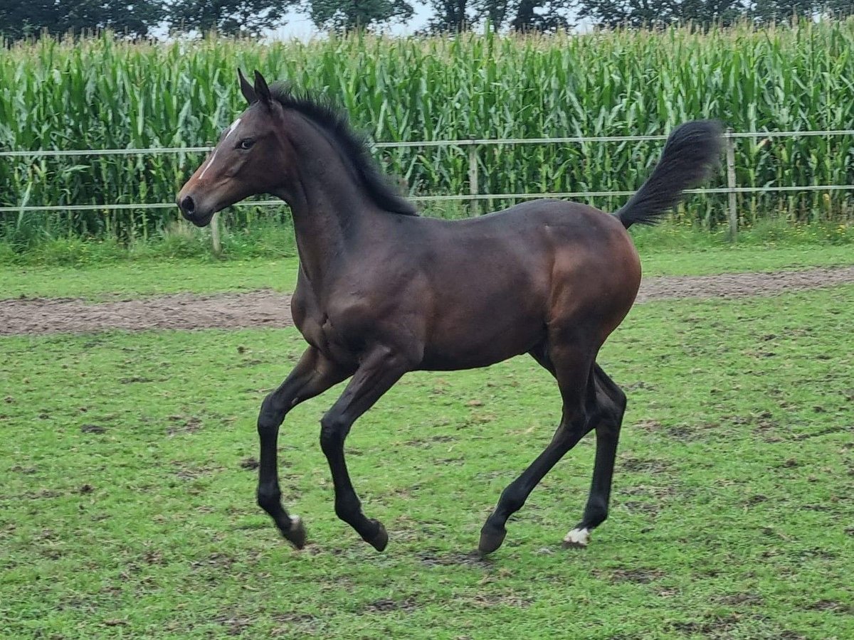 Oldenburg-International (OS) Stallion Foal (04/2023) Smoky-Black in Bösel