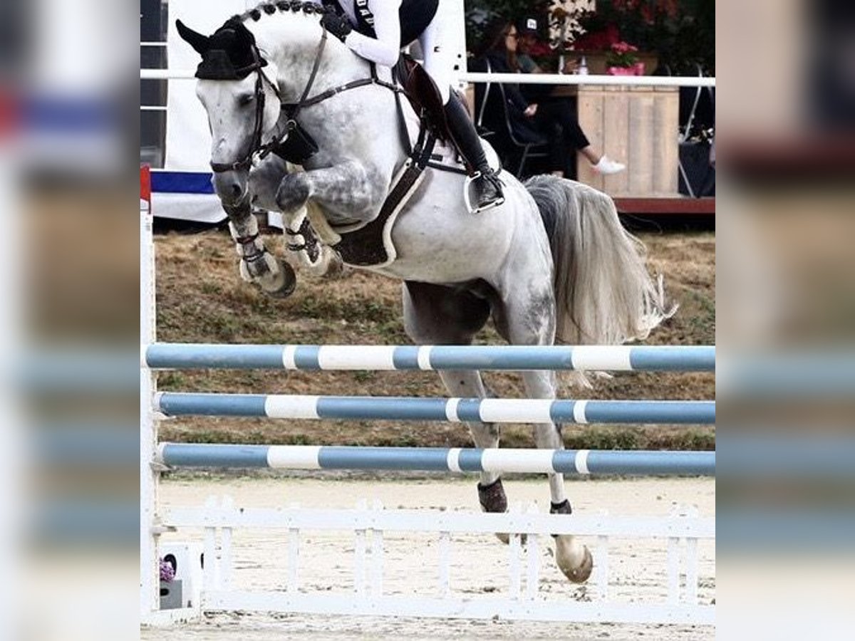 Oldenburg-International (OS) Stallion Gray-Blue-Tan in Köln