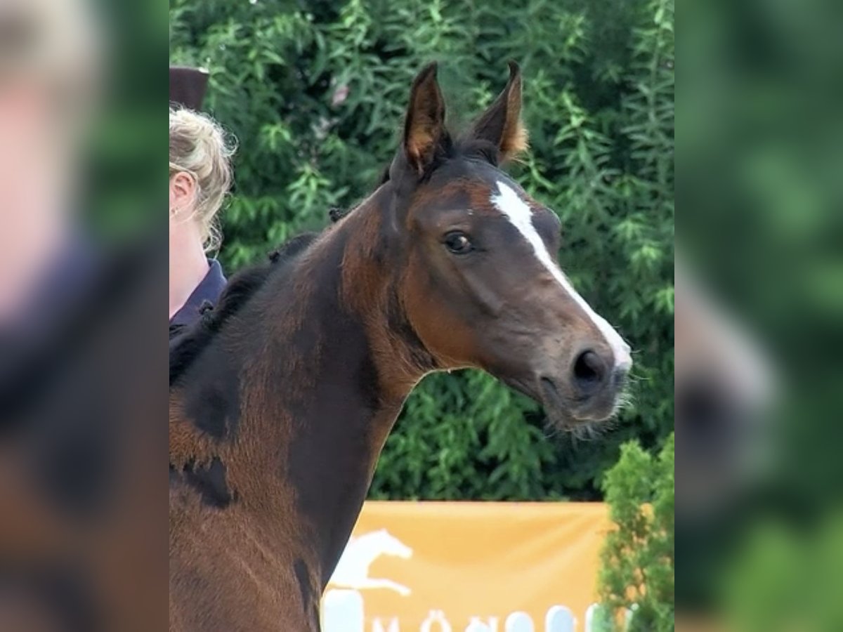 Oldenburg-International (OS) Valack 4 år 167 cm Rökfärgad svart in Monheim am Rhein Baumberg