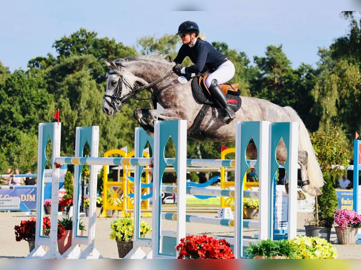 Oldenburg-International (OS) Valack 8 år 165 cm Grå in ZevenHeeslingen