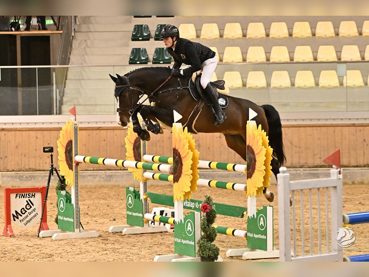 Oldenburg-International (OS) Valack 8 år Mörkbrun in Wels