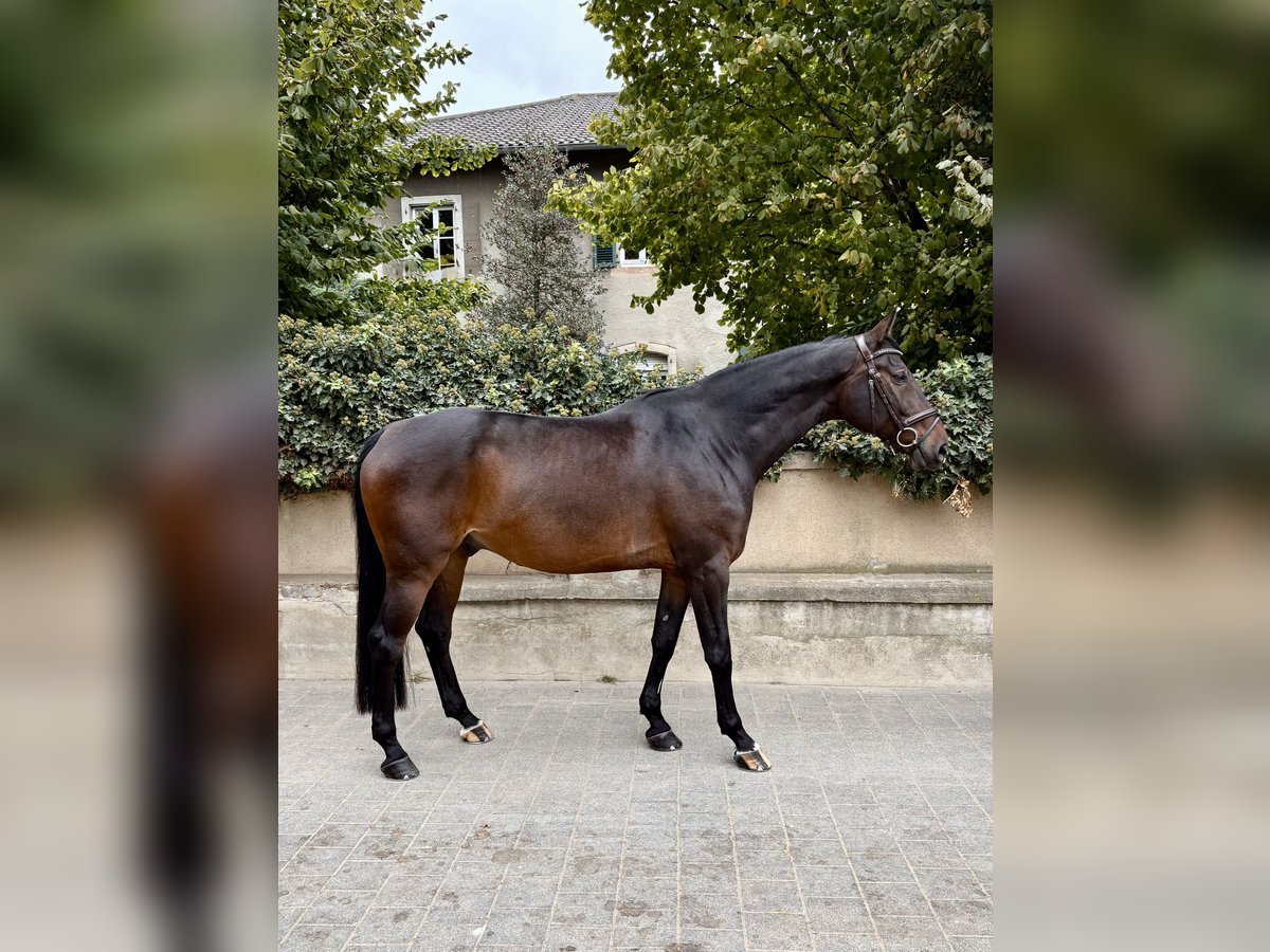 Oldenburg-International (OS) Gelding 10 years 16,2 hh Bay-Dark in Lohne