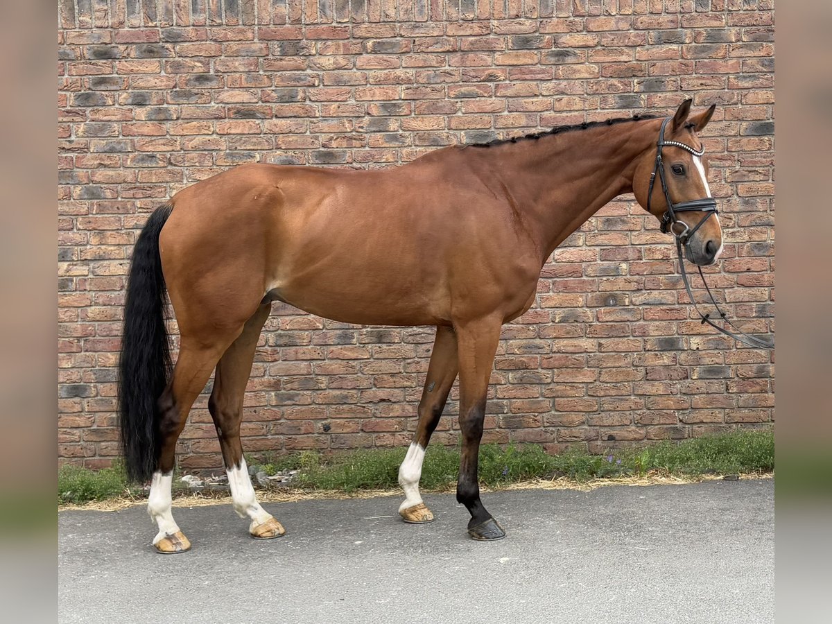 Oldenburg-International (OS) Gelding 10 years 16,2 hh Brown in Niederkassel