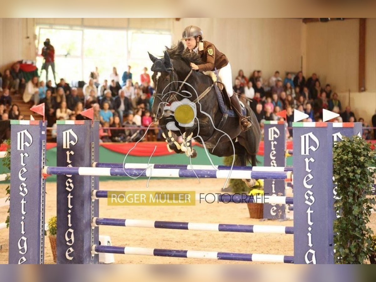 Oldenburg-International (OS) Gelding 11 years 17 hh Black in Schopfheim