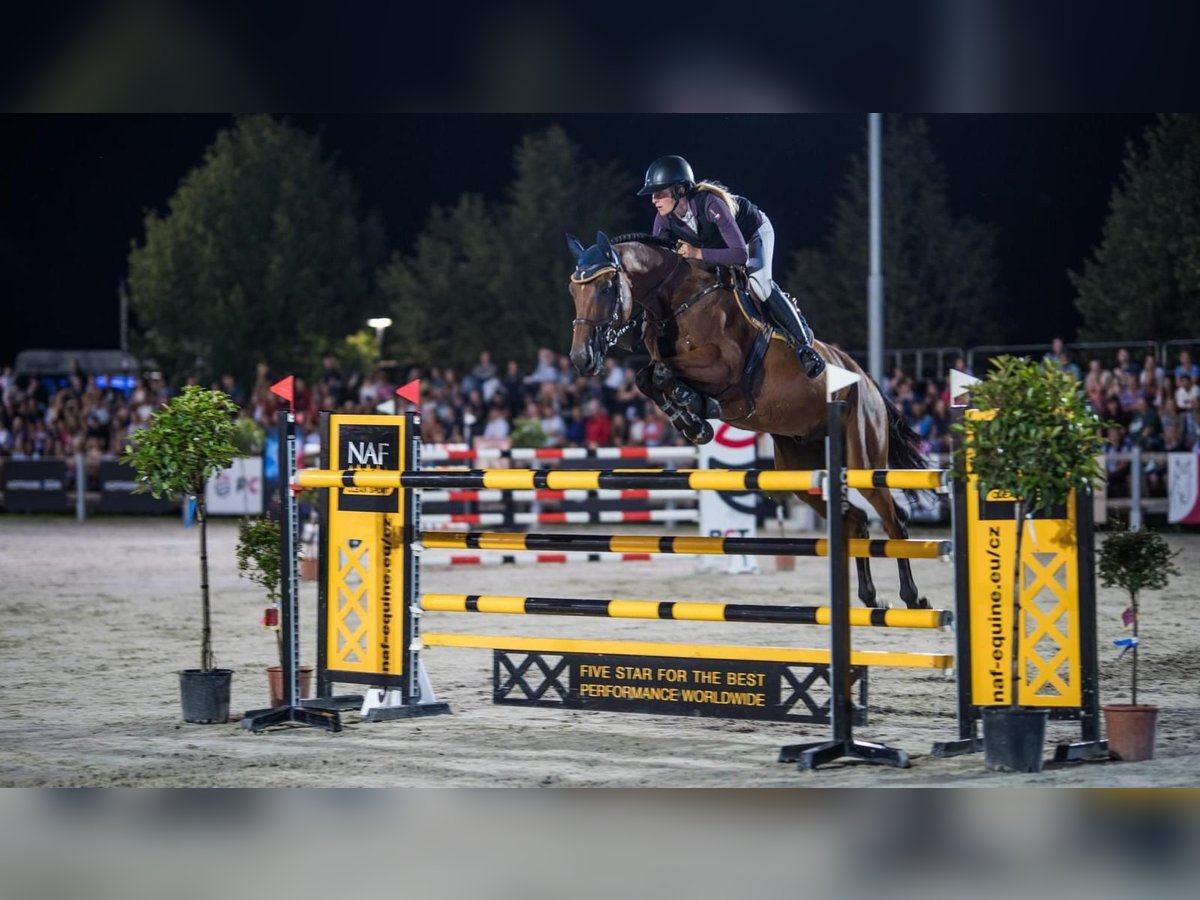 Oldenburg-International (OS) Gelding 12 years 16,2 hh Brown in Prag