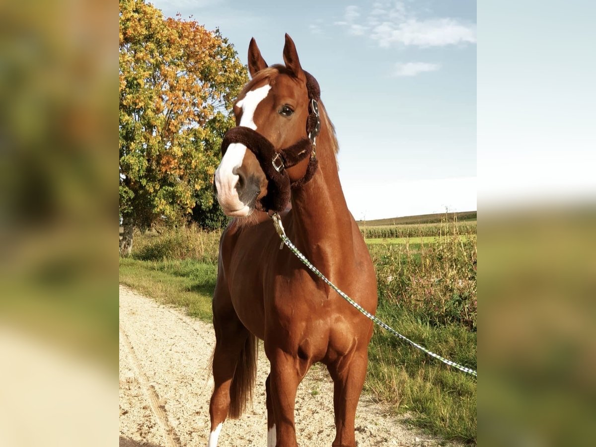 Oldenburg-International (OS) Gelding 13 years 16 hh Chestnut-Red in Zorneding