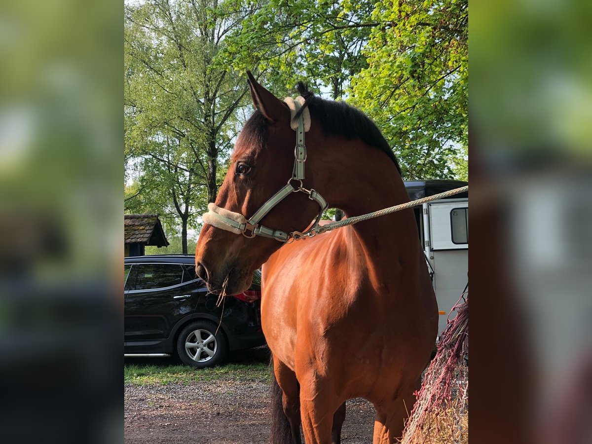 Oldenburg-International (OS) Gelding 16 years 16,2 hh Brown in Offenburg