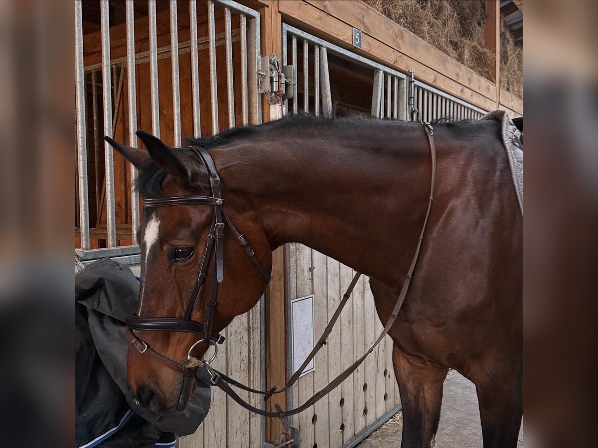 Oldenburg-International (OS) Gelding 16 years 17,1 hh Brown in Wroc&#x142;awWroc&#x142;aw