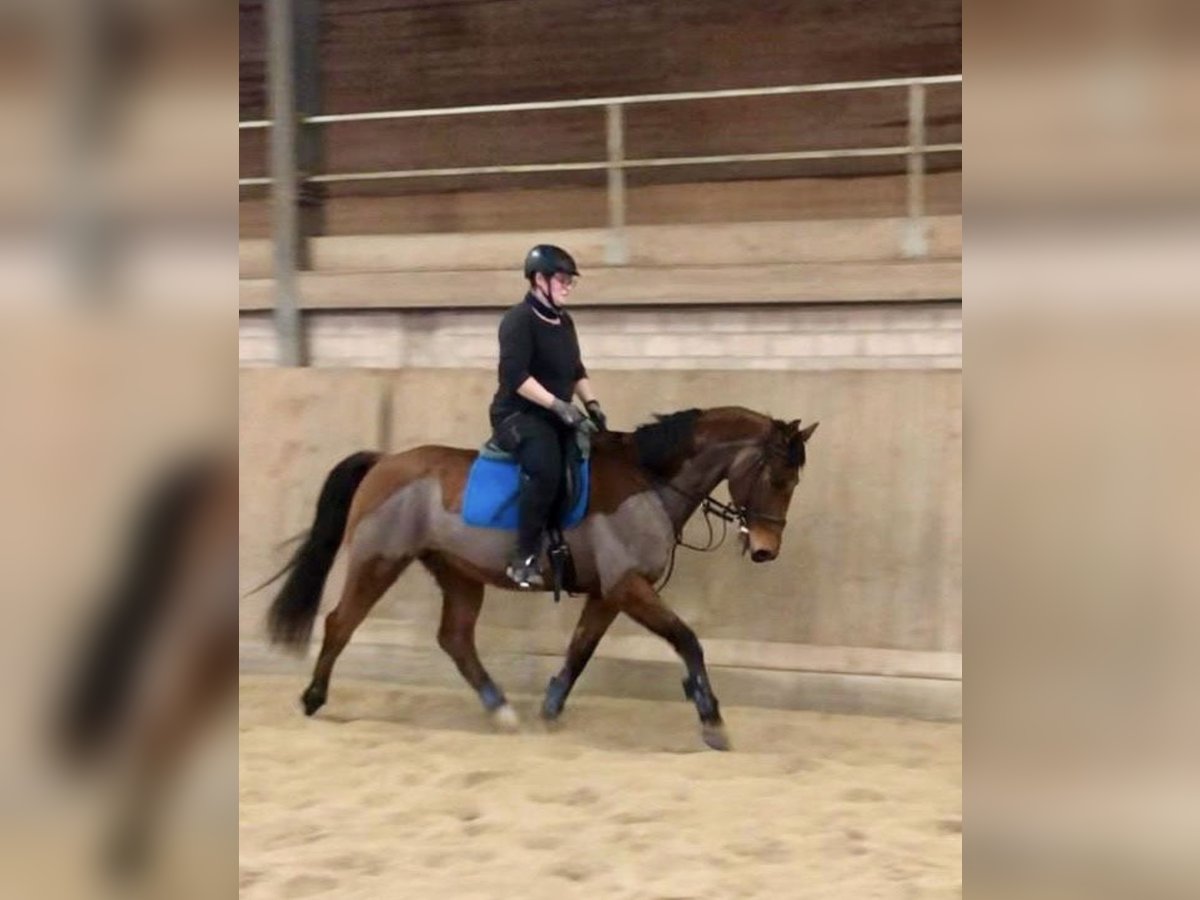 Oldenburg-International (OS) Gelding 17 years 16,1 hh Brown-Light in BasbergBerndorf