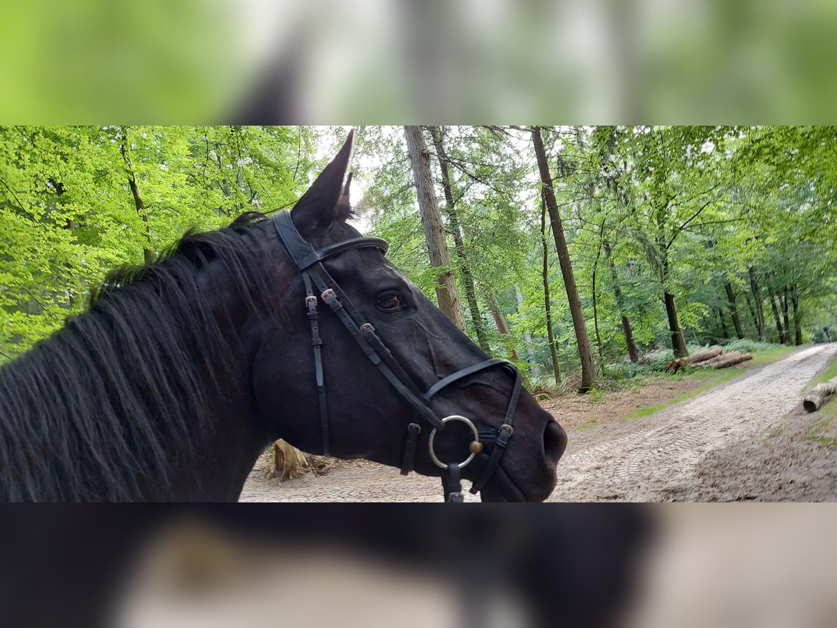 Oldenburg-International (OS) Gelding 17 years 17,1 hh Black in Schneverdingen