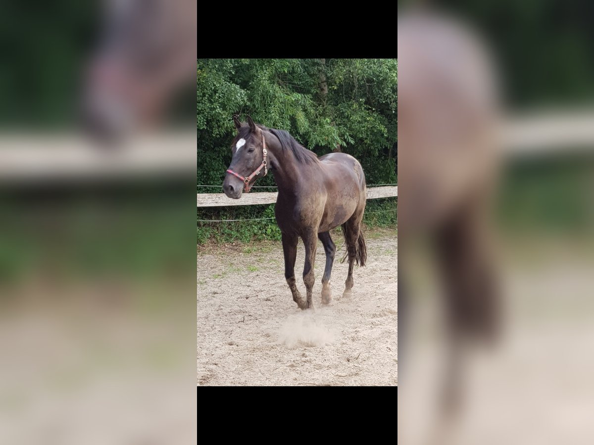 Oldenburg-International (OS) Gelding 17 years 17,2 hh Bay-Dark in Haiger
