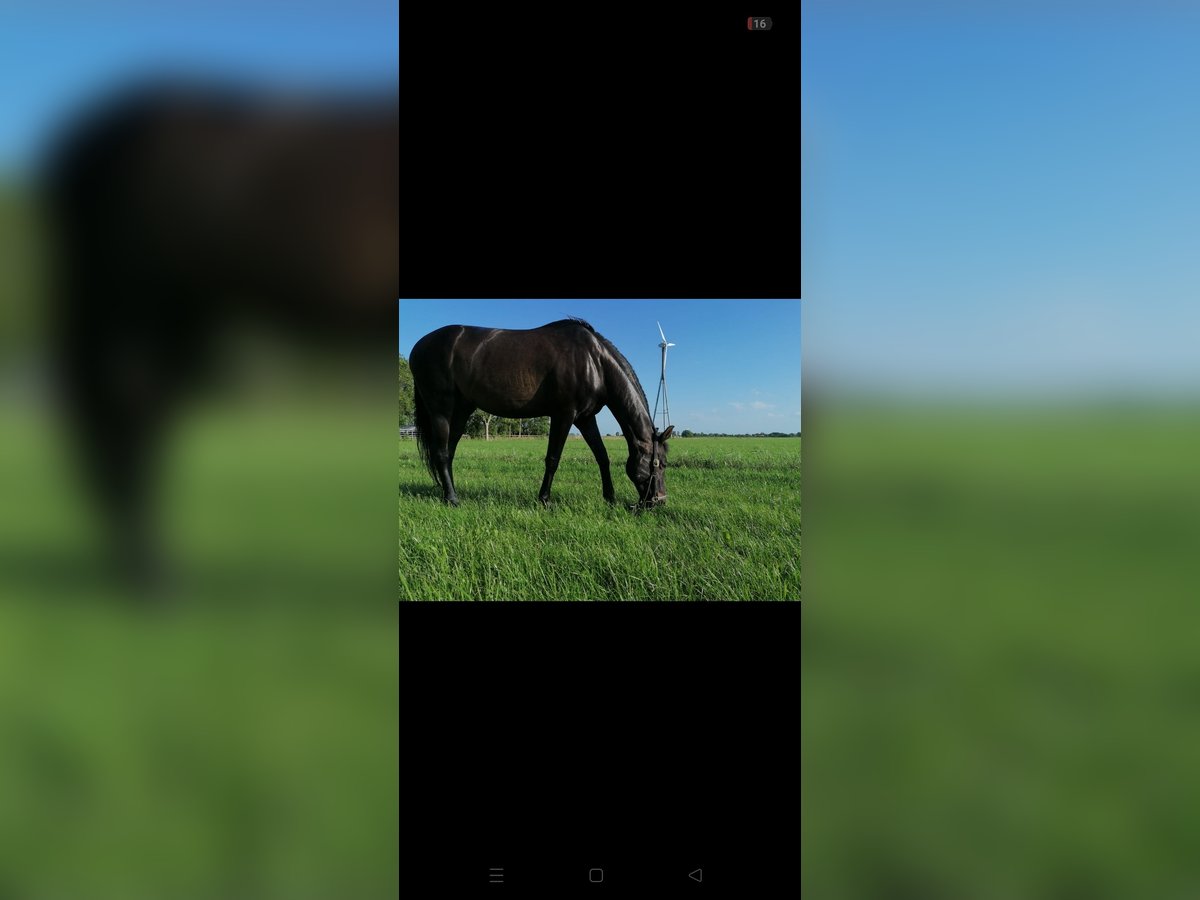 Oldenburg-International (OS) Gelding 27 years 16,1 hh Bay-Dark in Upgant-Schott