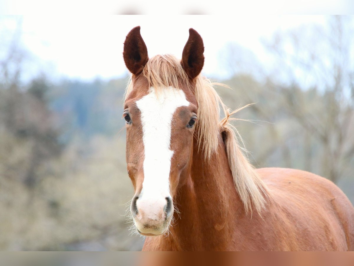 Oldenburg-International (OS) Mix Gelding 2 years 16 hh Chestnut-Red in Drosendorf