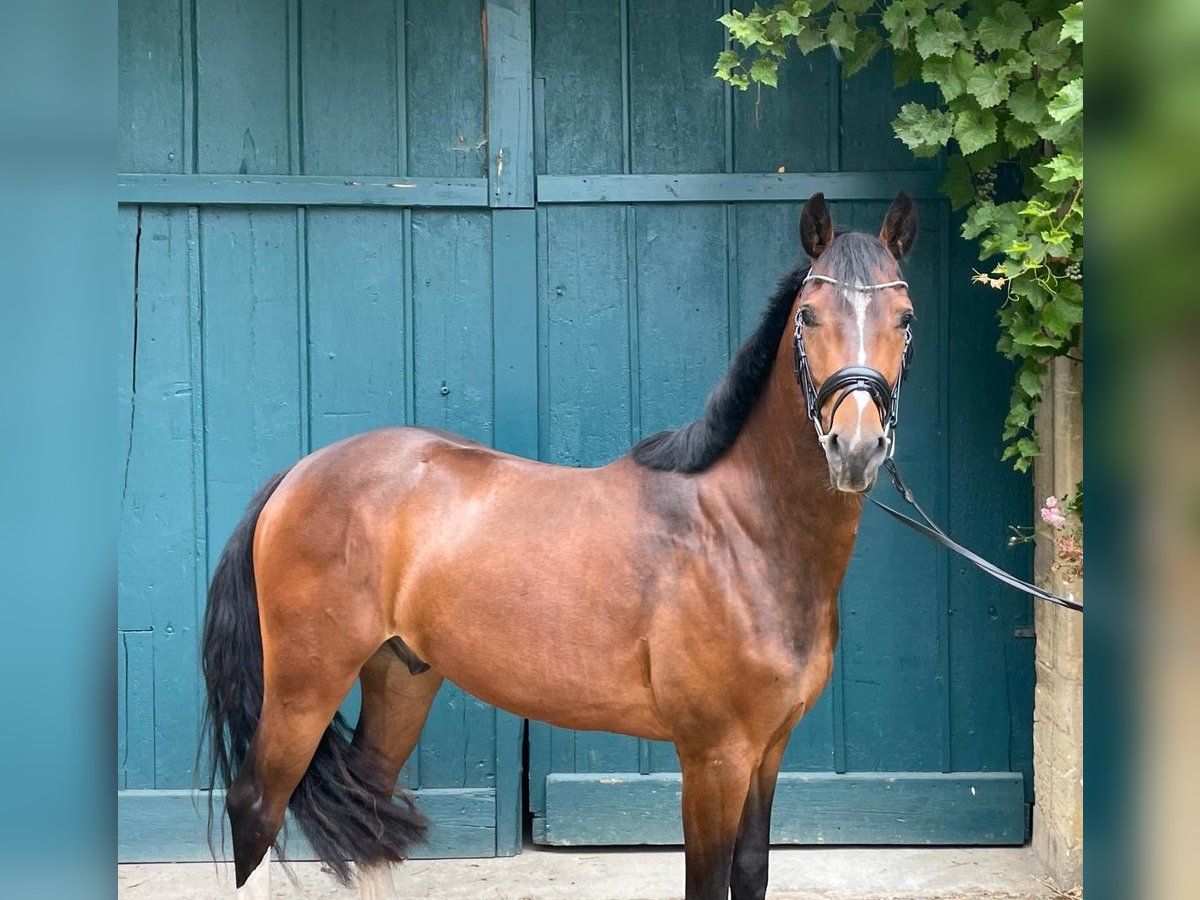 Oldenburg-International (OS) Gelding 3 years 15,1 hh Brown in Duingen
