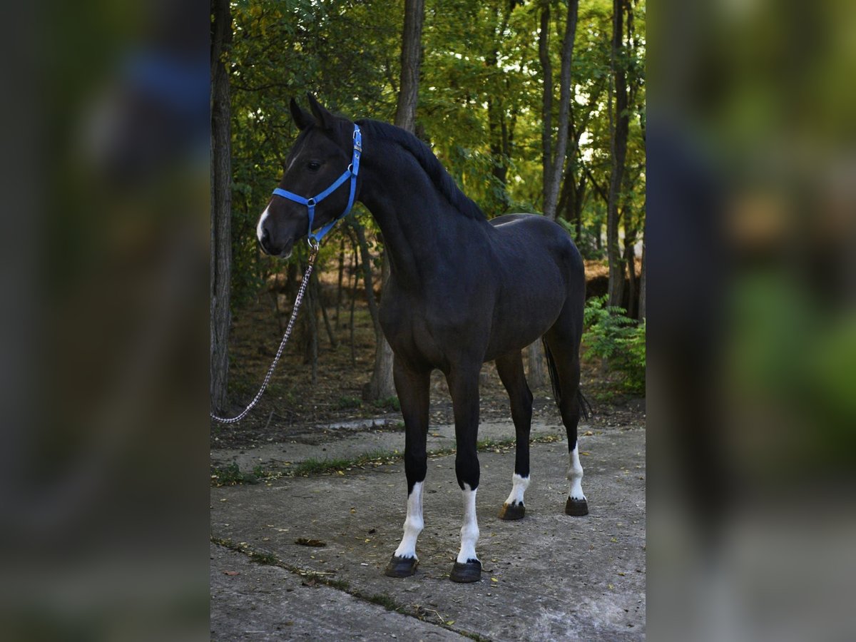 Oldenburg-International (OS) Gelding 3 years 16,1 hh Bay-Dark in V&#xE9;szt&#x151;