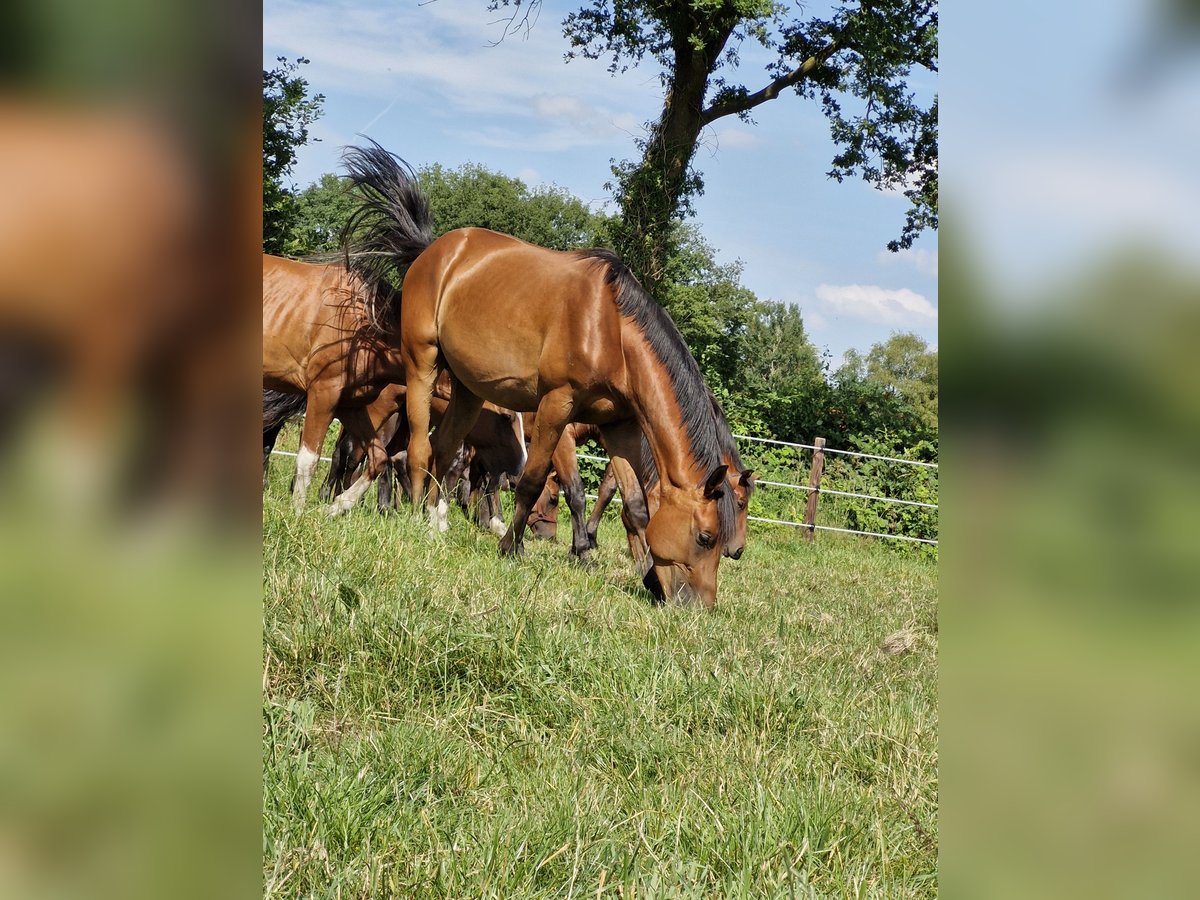 Oldenburg-International (OS) Gelding 3 years 16,1 hh Brown in Bad Zwischenahn