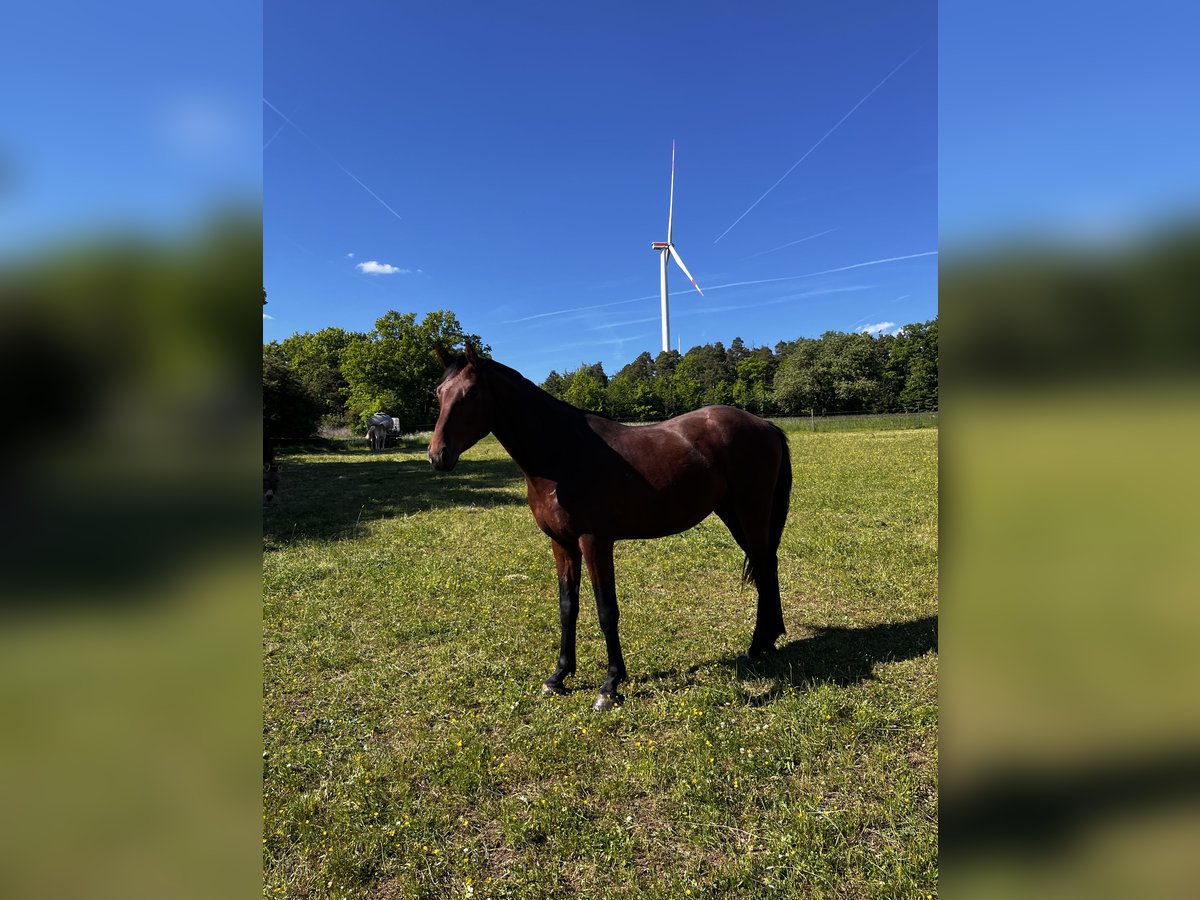 Oldenburg-International (OS) Gelding 3 years Brown in Ahorn