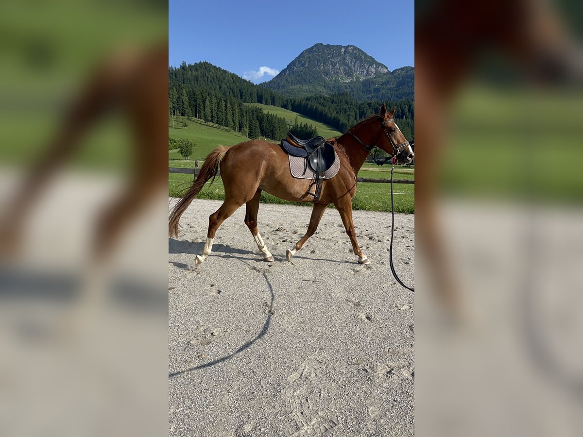 Oldenburg-International (OS) Gelding 3 years Chestnut-Red in Abtenau