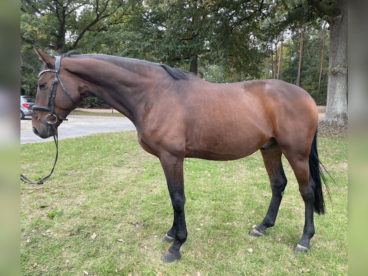 Oldenburg-International (OS) Gelding 4 years 16,2 hh Brown in Versmold