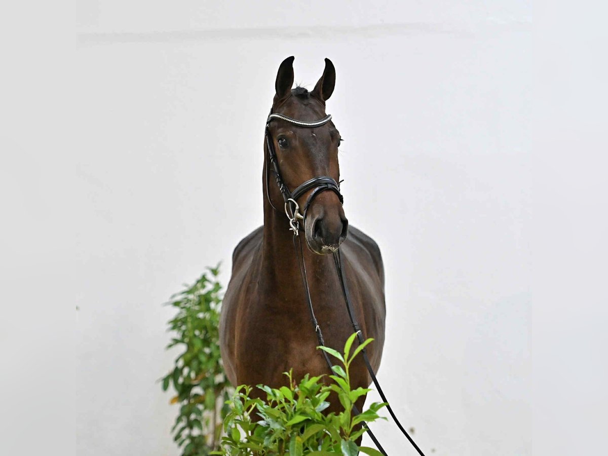 Oldenburg-International (OS) Gelding 4 years 16,1 hh Bay-Dark in KRAJENKA
