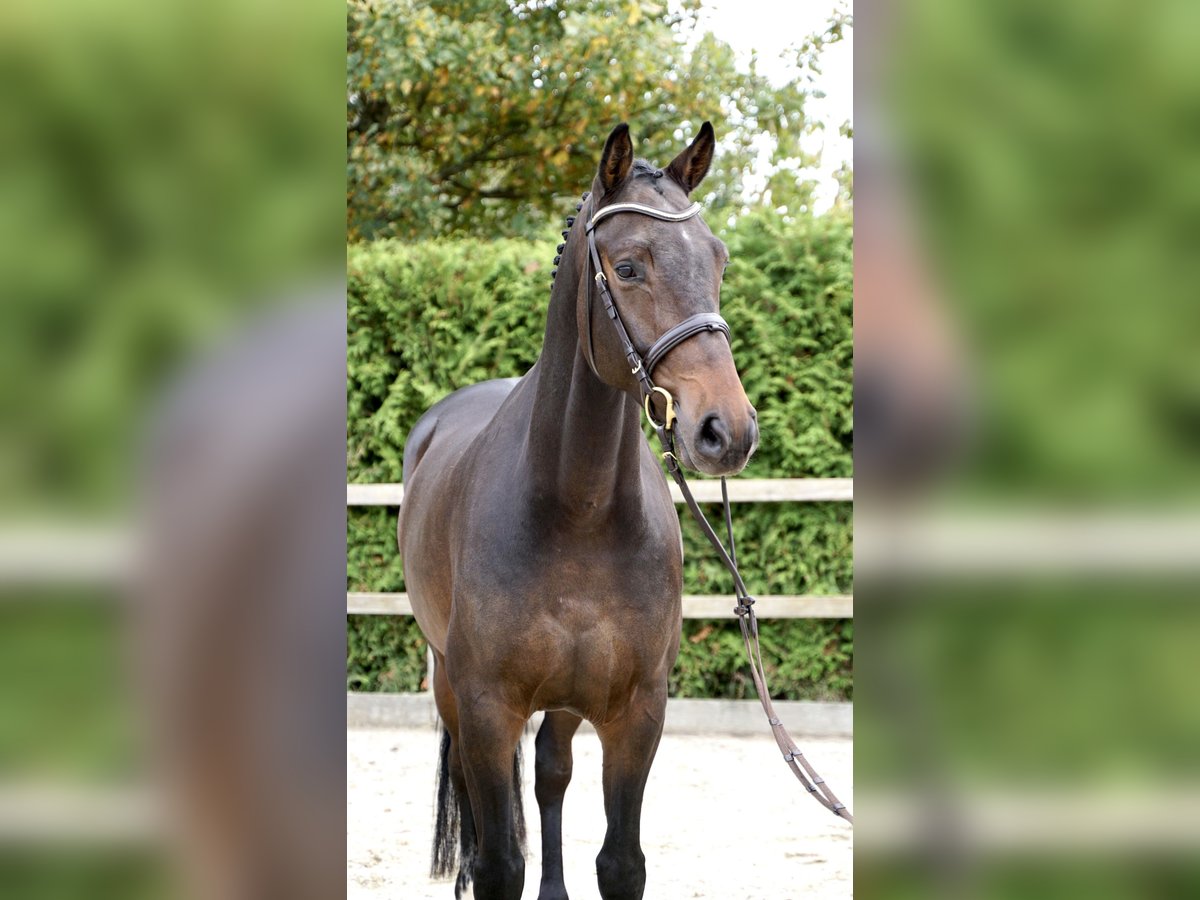 Oldenburg-International (OS) Gelding 4 years 16,1 hh Bay-Dark in Lohne (Oldenburg)