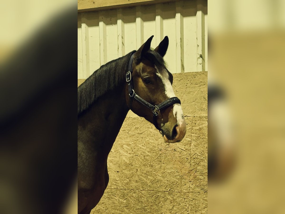 Oldenburg-International (OS) Gelding 4 years 16,1 hh Brown in Löningen Oldenburg-International (OS) Gelding 4 years 16,1 hh Brown in Löningen