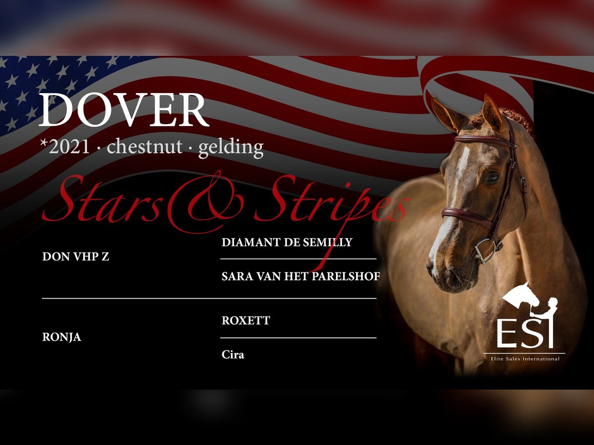 Oldenburg-International (OS) Gelding 4 years 16,1 hh Chestnut-Red in Lastrup