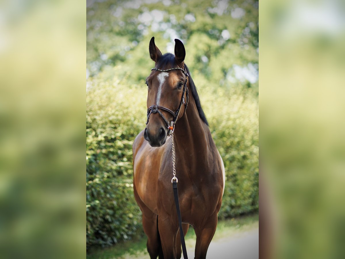 Oldenburg-International (OS) Gelding 4 years 16,2 hh Brown in Ganderkesee