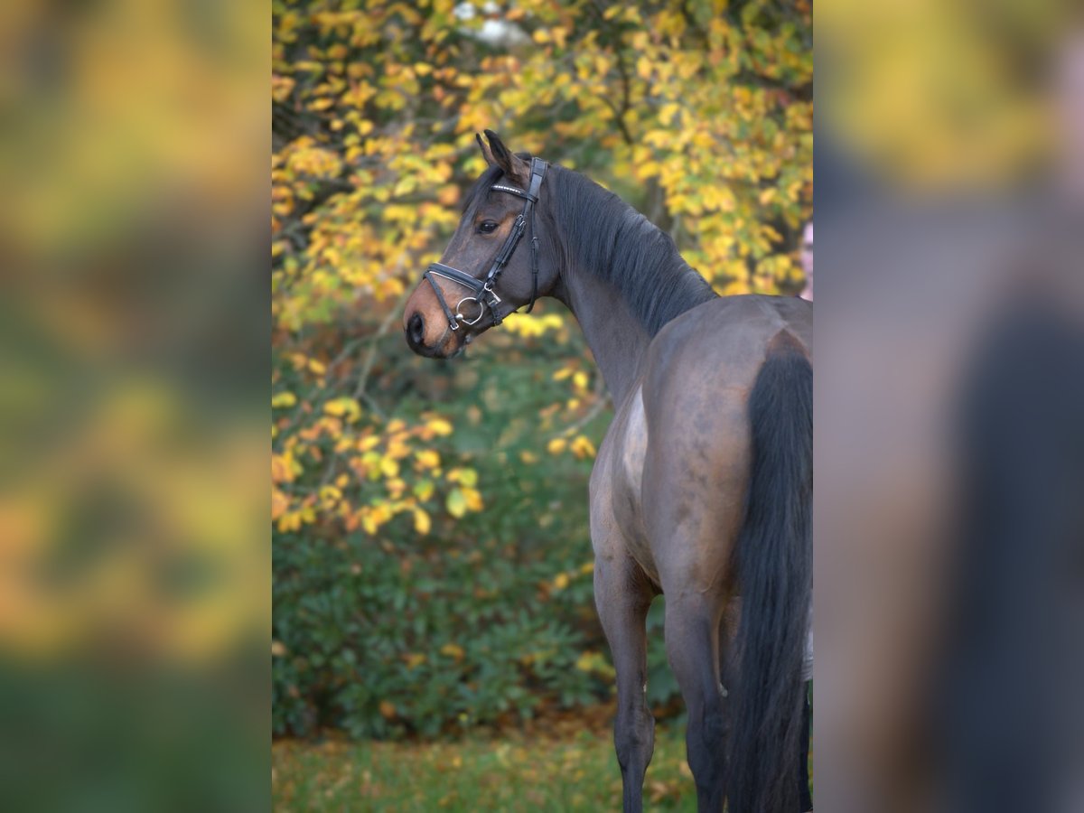 Oldenburg-International (OS) Gelding 4 years 16,2 hh Brown in Essen (Oldenburg)