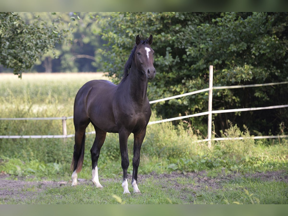 Oldenburg-International (OS) Gelding 4 years 16,2 hh Brown in Versmold