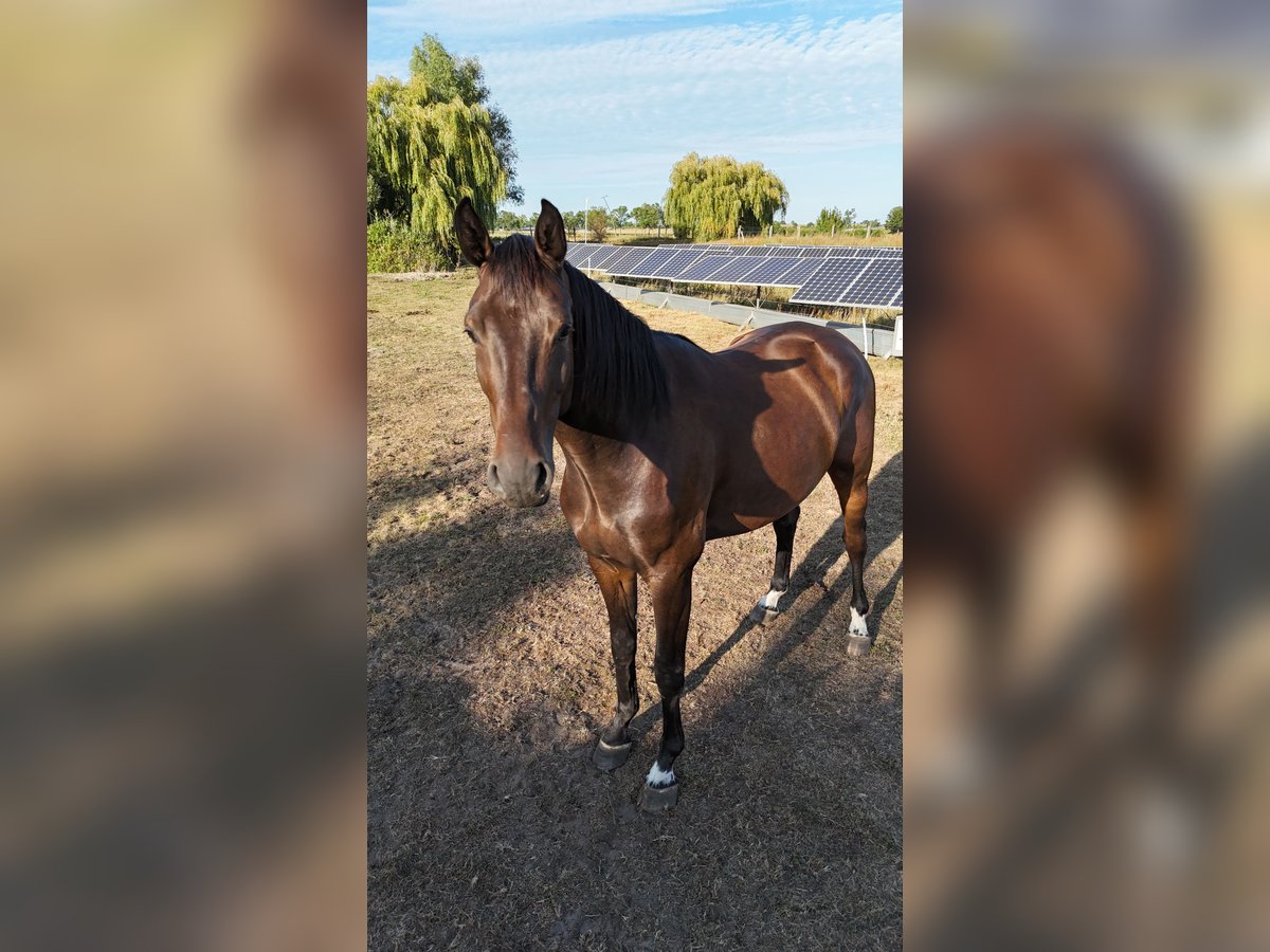 Oldenburg-International (OS) Gelding 4 years 16,2 hh Brown in M&#xE4;rkisch Luch