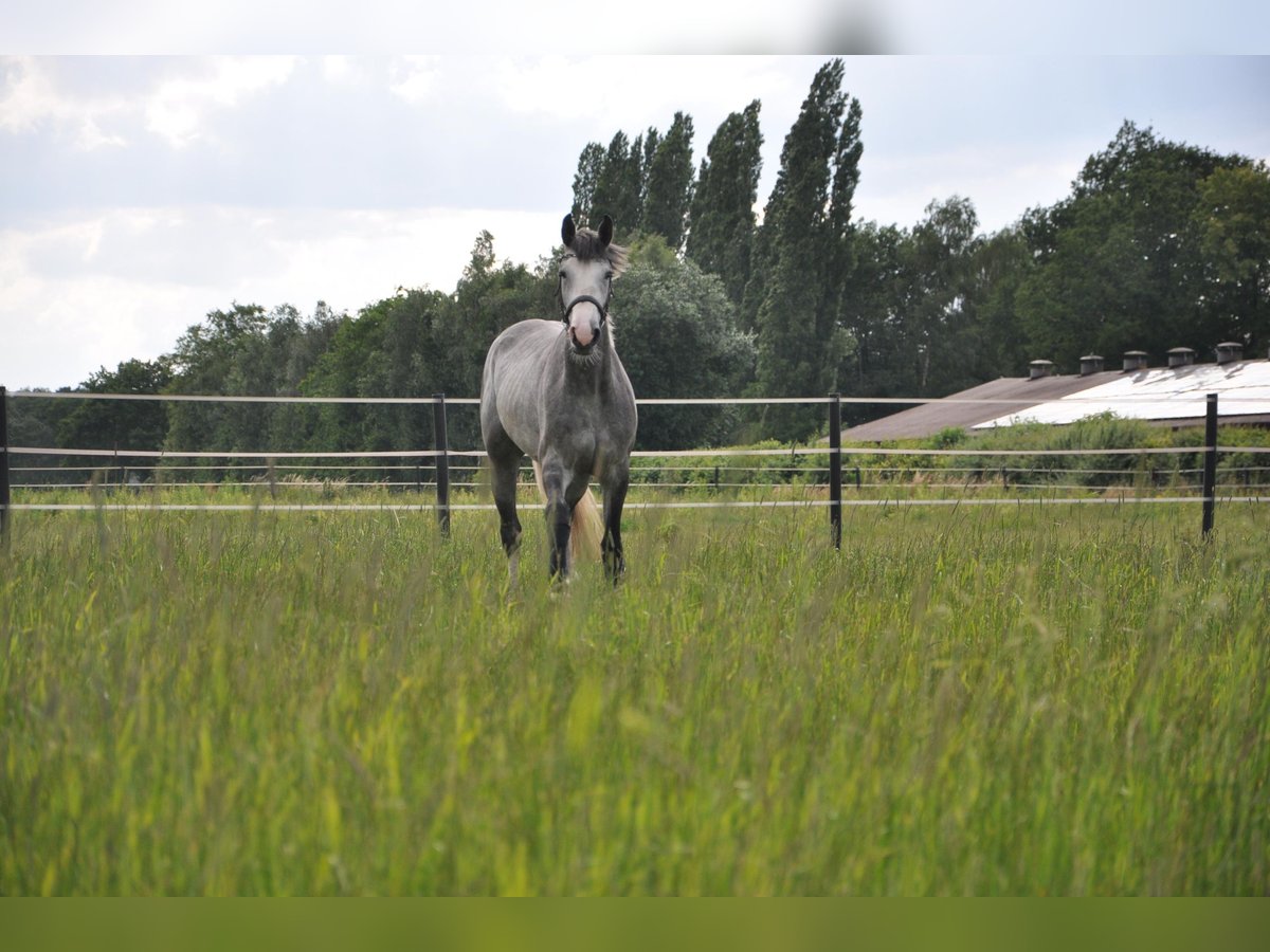 Oldenburg-International (OS) Gelding 4 years 16,2 hh Gray in H&#xFC;ven