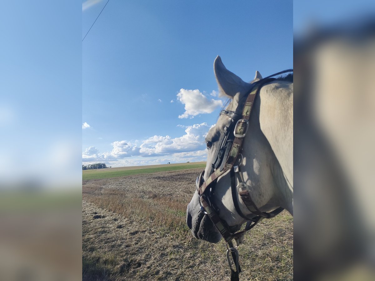 Oldenburg-International (OS) Gelding 4 years 16,2 hh Grey in Hopfgarten