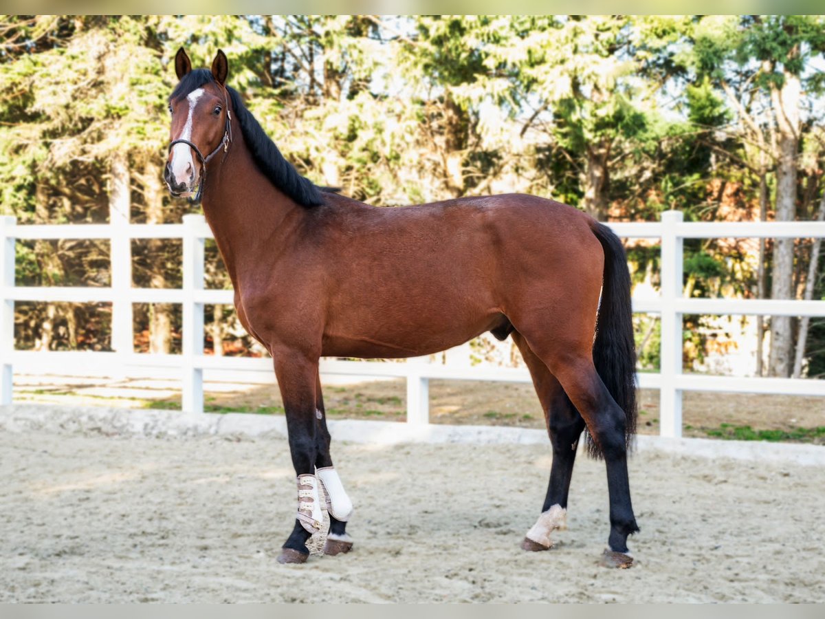Oldenburg-International (OS) Gelding 4 years 16,3 hh Brown in Karnabrunn